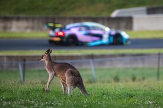 #44 - Valmont Racing - Marcel Zalloua - Sergio Pires - Audi R8 LMS GT3 Evo II l © Race Project l Daniel Kalisz | GT World Challenge Australia